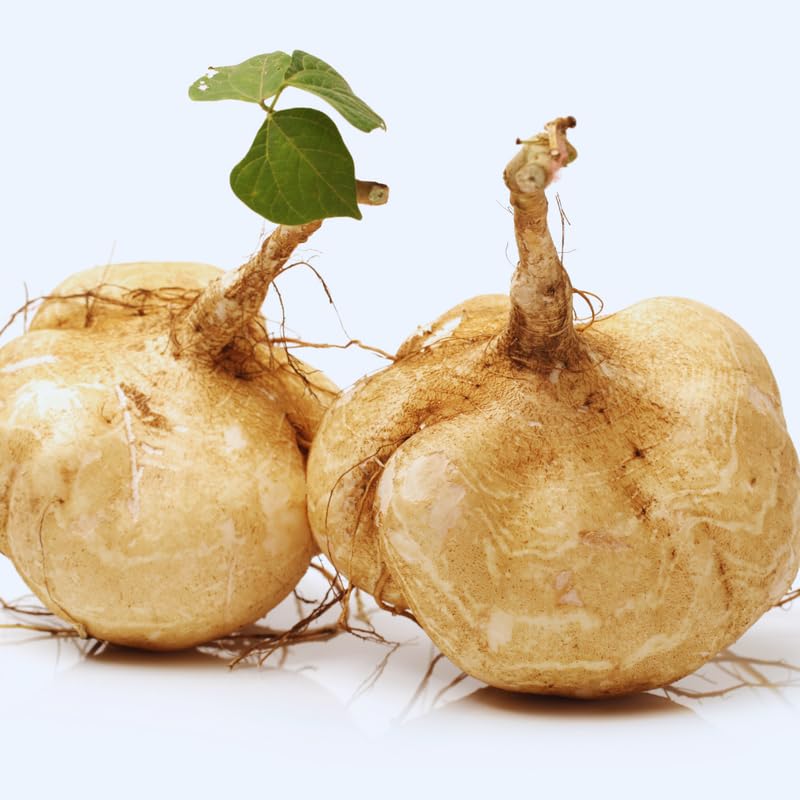 100 Seeds of Jicama Seeds for Planting, Jicama Vegetable Seeds, 100 Seeds