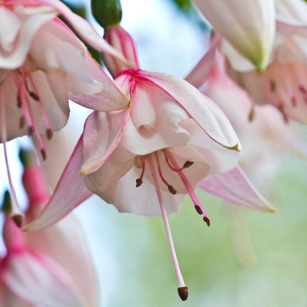 Pink Fuchsia Plant Live, Fuchsia Flower Plant, Indoor Outdoor Garden Planting, 2-4 Inches Tall