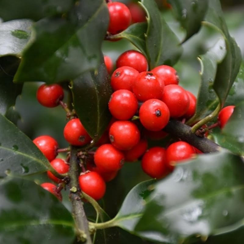 Dragon Holly Tree Live Plant in Quart Pot, Elegant Plant for Landscapes,Yard, Outdoor Planting, Dormant in Winter, Fast Growing Shrub Hardy
