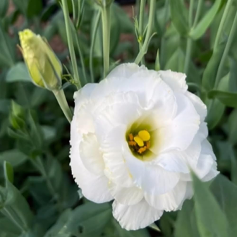 Eustoma Lisianthus Plant Live, Lisianthus Flowers Well Rooted Plug 2-3 Inch Height, Lisianthus Thornless Roses Seedling (White Lisianthus)