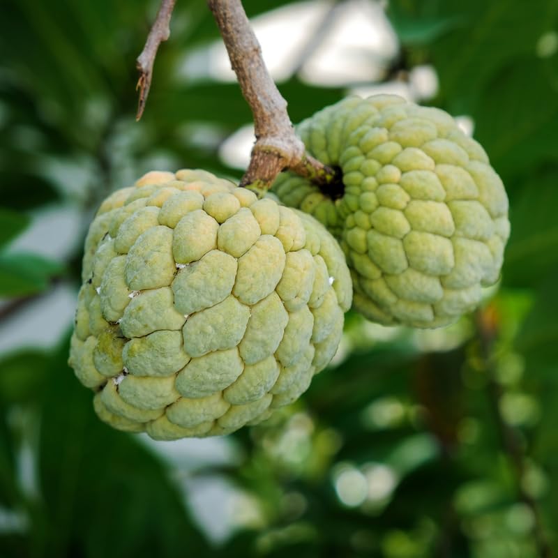 Green Sugar Apple Tree Live Plant, 24-30' Tall in 1 Gallon Pot, Sugar Apple Tree Plant for Planting Outdoor Garden, No Ship to CA