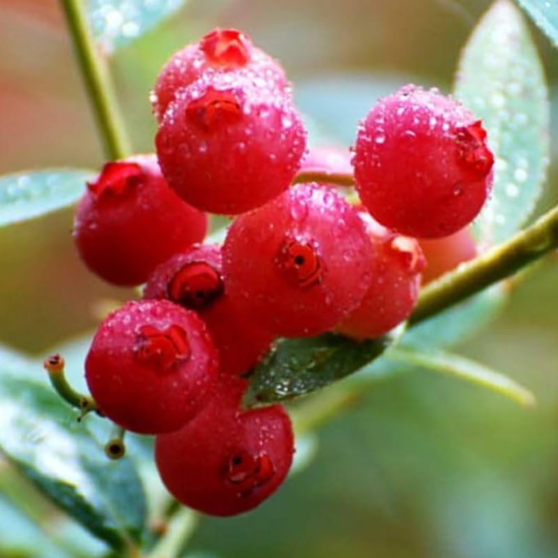 2 Blueberry Plants Live for Planting, 4-8 Inch Tall Well-Rooted, Hardy Blueberry Bush for Garden or Patio, High Yield (Pink Lemonade Blueberry)