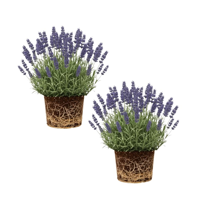 Set 2 Light Fragrant Lavender Plants Live, Fragrant Lavender Herb Plant for Border and Container Growing, Perennial Lavenders Plugs 3-5'' Tall