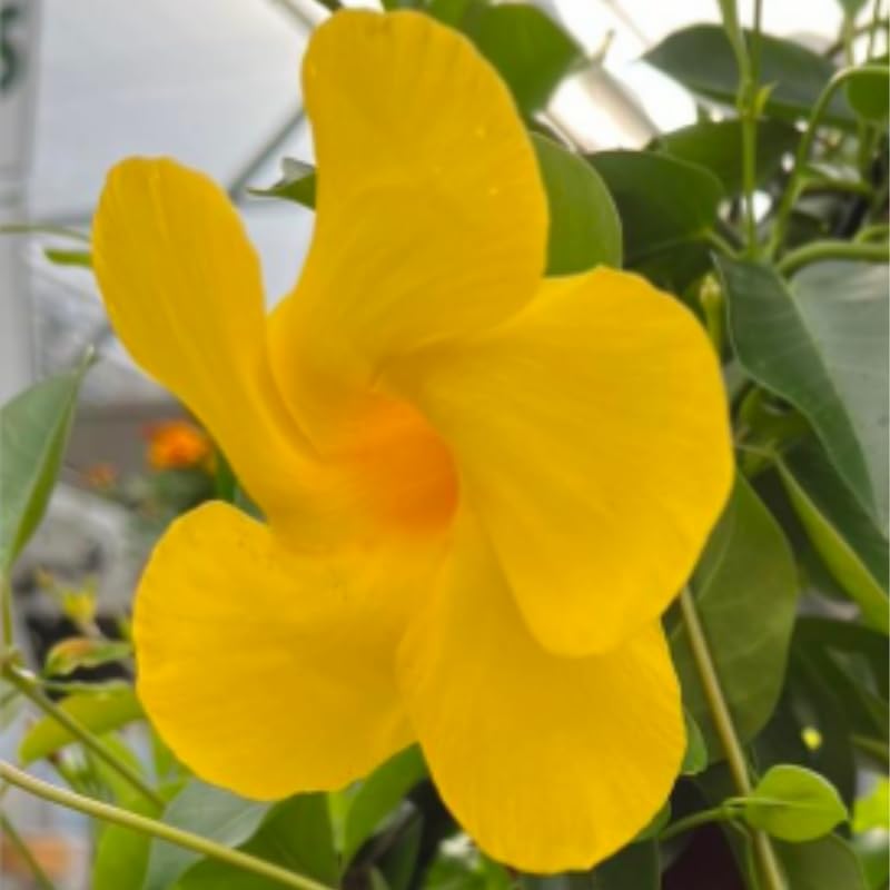 Set 3 Yellow Mandevilla Plants Live, Flowering Vine Plants for Garden Patio