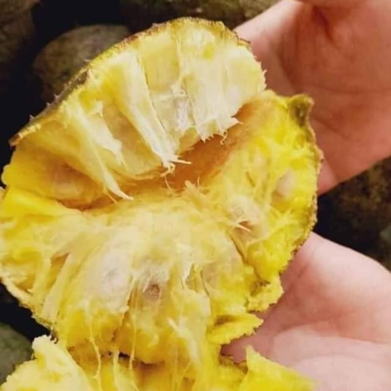 Soursop Tree Live Plant, 3 Feet, Annona Muricata Mountain Soursop Fruit Tree Fully Rooted in 3 Gallon Pot, Tropical Fruit Tree
