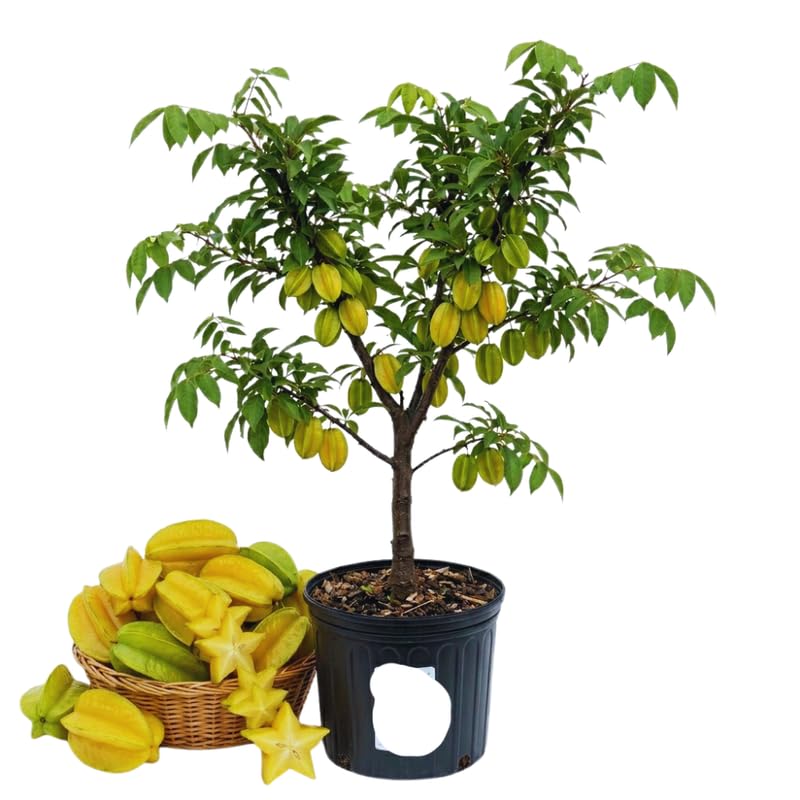 Starfruit Tree Live Plant, Star Fruit Plant Live, 2-3 Feet Tall, Hardy Fruit Garden, No Ship to CA