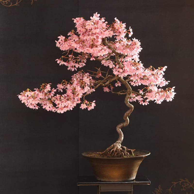Live Cherry Blossoms Tree Plant, Kwanzan Flowering Cherry Blossom in 2.5 Inches Pot, Dormant in Winter, Perennial Bloom, 9 Months Old Trees