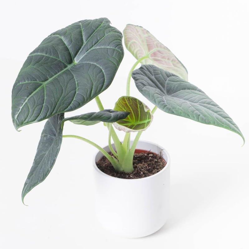 Alocasia Plant Live, 4-8 Inches Tall, Rare Alocasia Houseplant, No Pot, Foliage