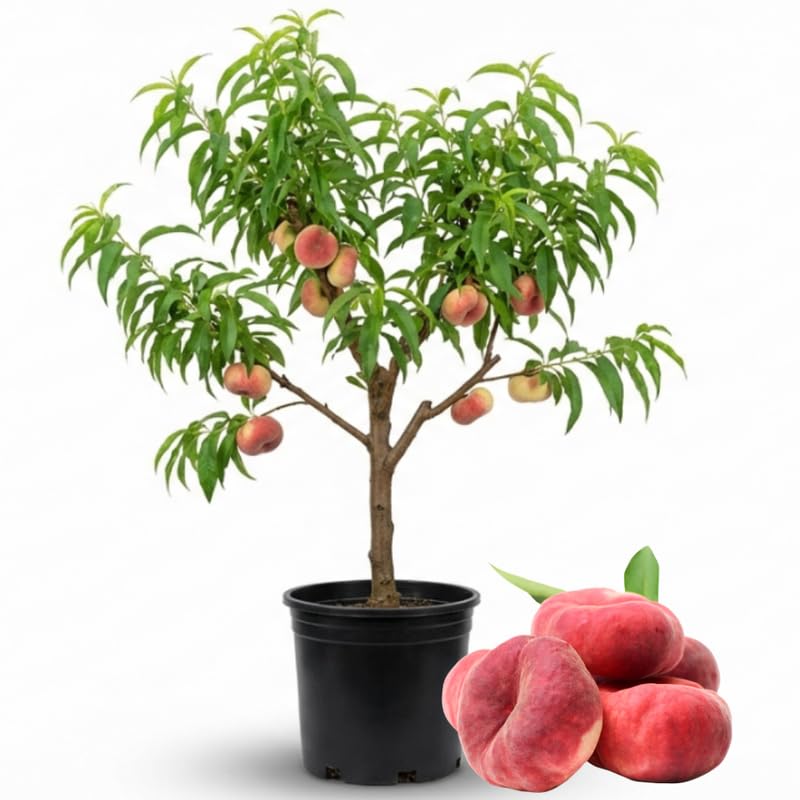 Donut Peach Tree, 3 Ft Tall Sweet Peach Fruit Tree Plant in 5 Gallon Pot, Fruit Plants for Outdoor Garden and Home Orchard, No Ship to CA