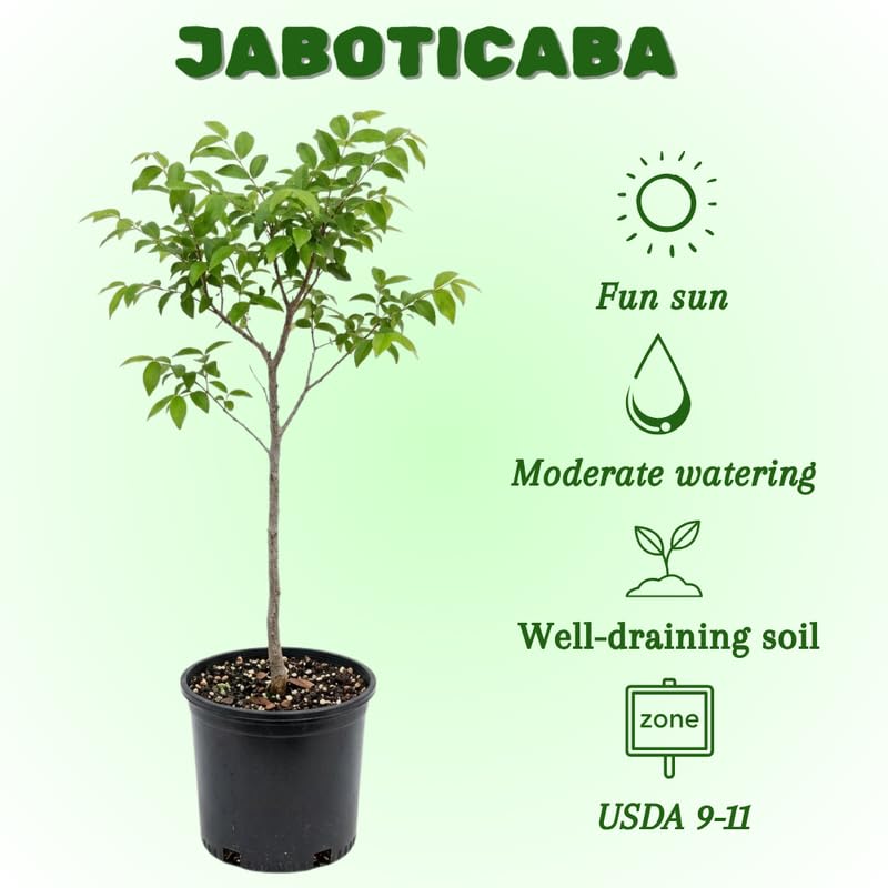 Jaboticaba Tree Live Plant, Jabuticaba Fruit Tree, Sweet Fruit for Outdoor Gardening, 2-3 Feet Tall in 3 Gallon Pot, No Ship to CA