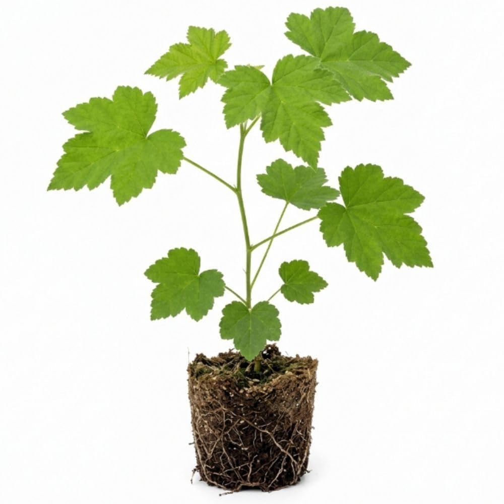 Thimbleberry Live Plant, 4-8 Inch Tall Red Sweet Berry Bush