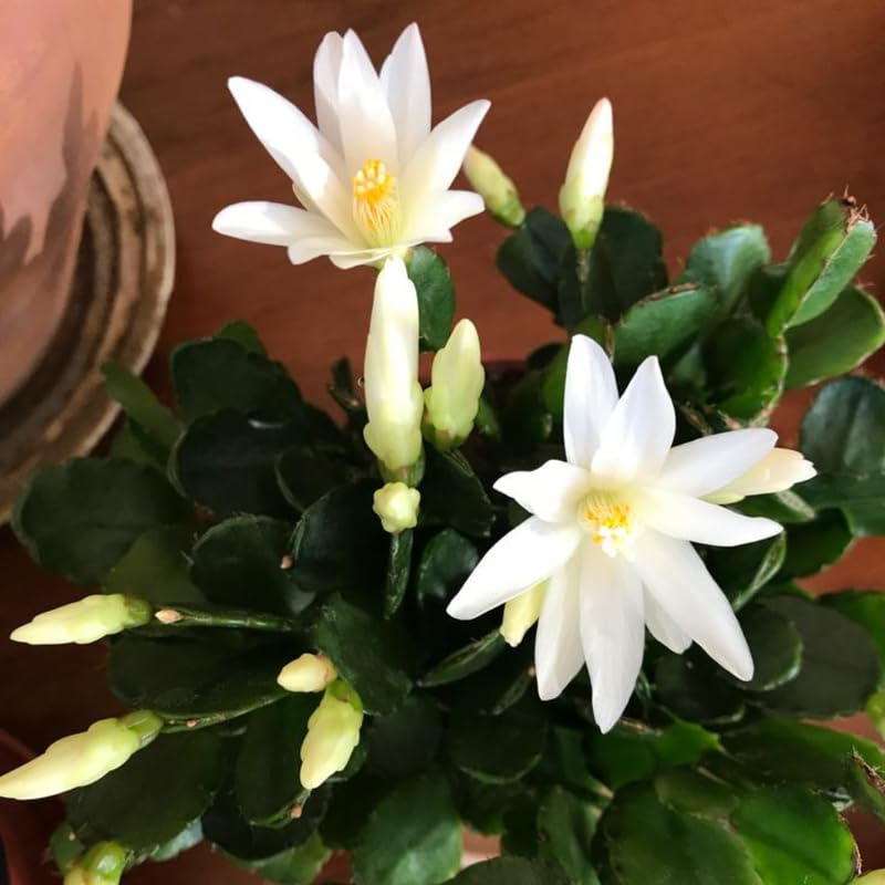 White Easter Cactus Live Plants, Spring Cactus 4-6 Inch, Houseplant Indoor Planting