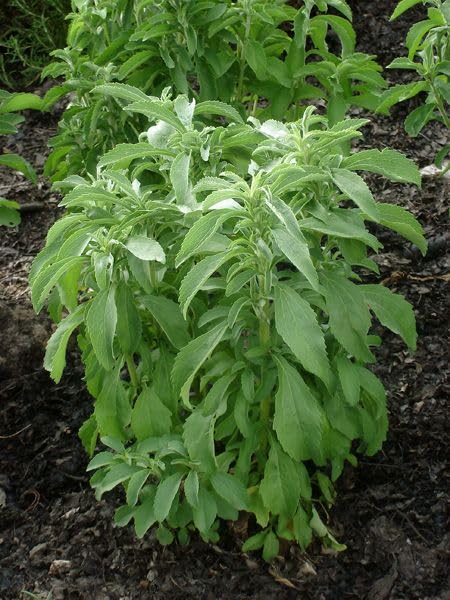 Set of 2 Stevia Plants Live 4–6'' Tall, Fragrant Herb Plant for Containers or Garden Growing, Well Rooted Herbs