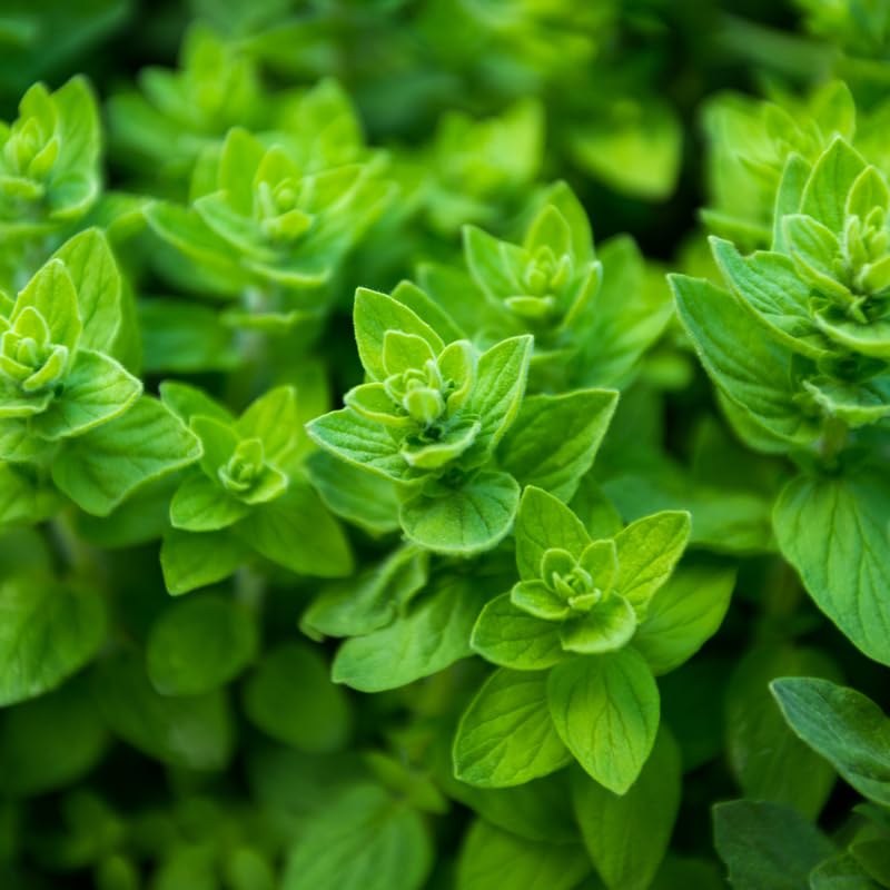 Set of 3 Greek Oregano Live Plants 4–7″ Tall, Culinary Herb Starter, Easy Care, Hardy Outdoor or Container