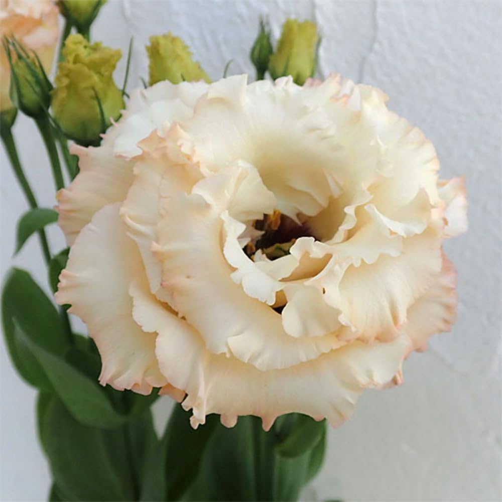 Sets 2 Apricot Lisianthus Eustoma Live Plants, Plug Size, Well-Rooted, Texas Bluebell, Thornless Love Rose Plant, Spring to Fall Bloom, 2-4" in Tall Starter