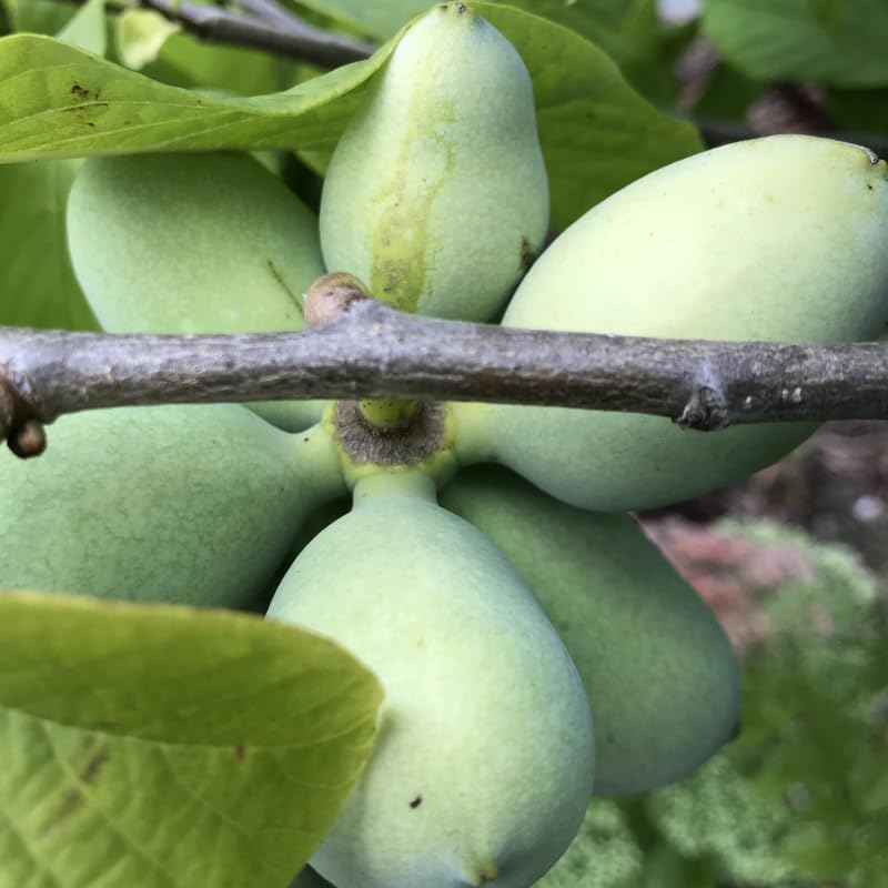 Pawpaw Plant Live Tree, 1-2 Feet Tall, Common Pawpaw Unique Fruit Tree for Home Gardens, Dormant and Bare Root