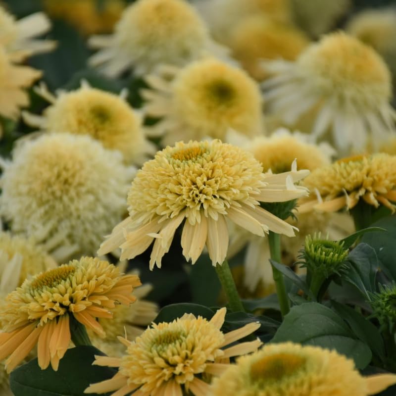 Coneflower Live Plant, Echinacea Plants Hardy Flowering Perennial, Starter Plant 3-5 Inch