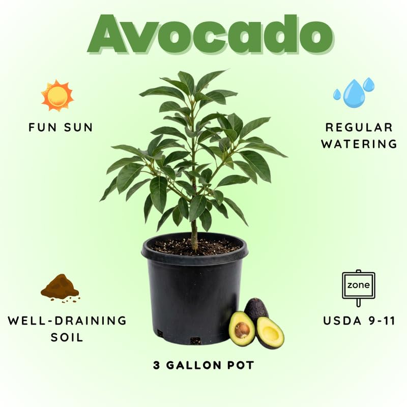 Light Green Avocado Tree Live Plant in 3 Gallon Pot, 1-2' Tall, Avocado Fruit Tree, Cold Hardy for Planting, No Ship to CA
