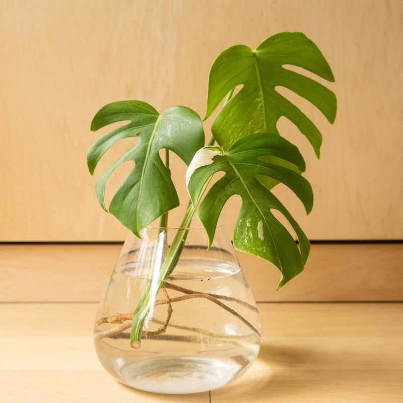 Monstera Deliciosa Plant, Monstera Plant Live, Indoor Houseplant No Pot 4 to 8 Inc Tall