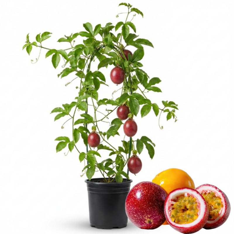Red Passion Fruit Vine - 1 Gallon Pot, 2-3 Feet Tall Live Plant Sweet Tropical Passiflora Fruit, Fast Growing, No Ship to CA