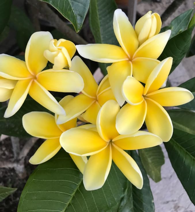 2 Plumeria Cuttings, Plumeria Frangipani Cutting for Planting Outdoor, Hardy, Fragrant Flowering Plants (Yellow Flowers)