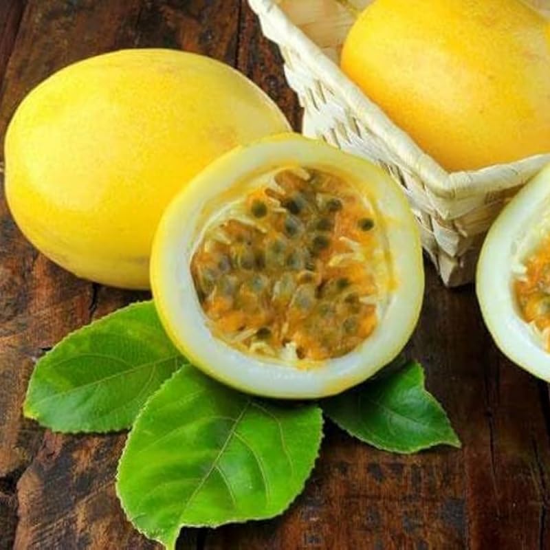 Yellow Passionfruit Tree Live Plant, Passion Fruit Vine for Planting, 4-8 Inches Tall