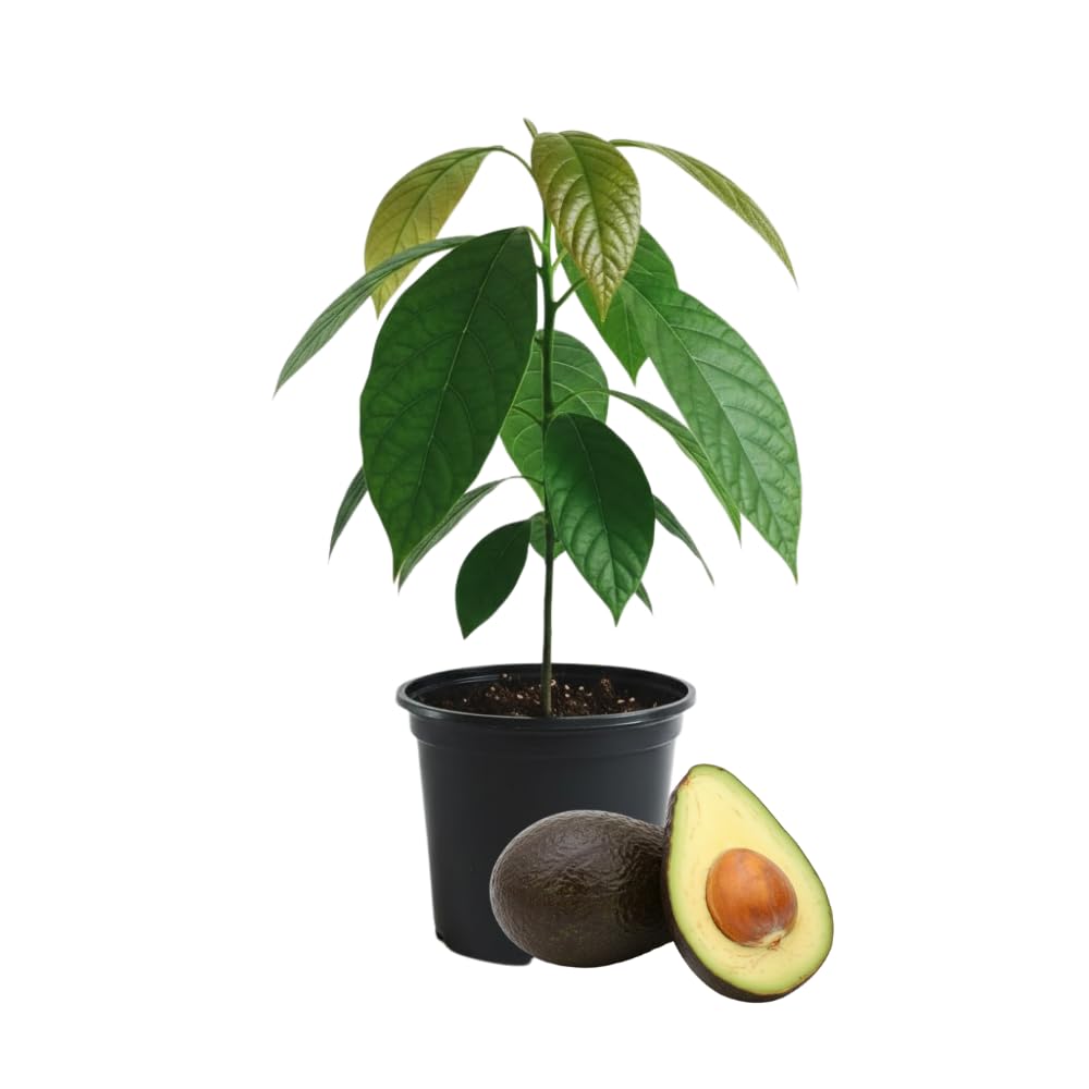 Avocado Tree Live Plant, Black Avocado Plants Live in 3 Gallon Pot, Cold Hardy Fruit Tree for Outdoor Planting