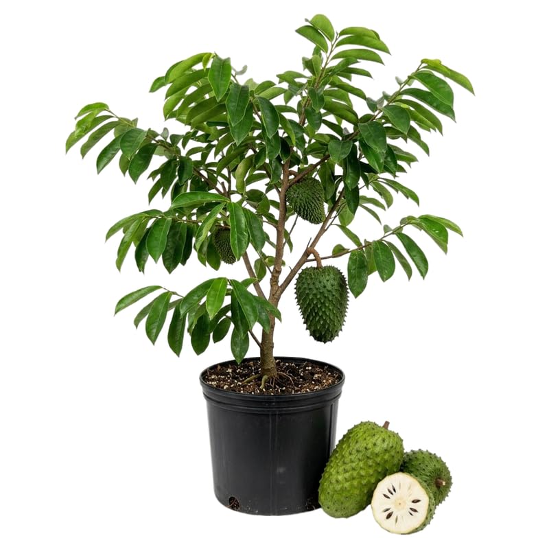Soursop Plant Live for Planting, Soursop Tree Live Plant, Tropical Fruit Plant, 2-3 Feet Tall in 3 Gallon Pot, No Ship to CA