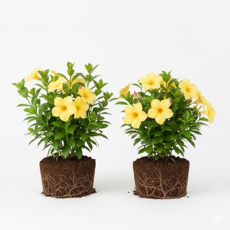 2 Yellow Mandevilla Plants Live, Flowering Vine Plants for Garden Patio, Live Mandevilla Plant Growing