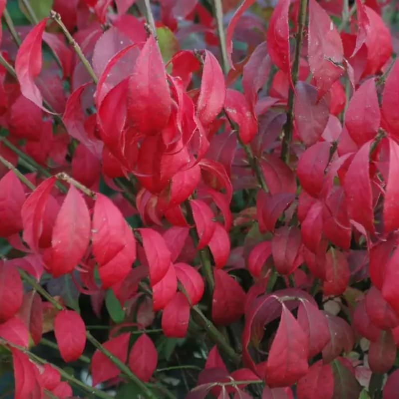 Dormant Burning Bush Shrub Live Plant, Dwarf Burning Bush Perennial Plants in Quart Pot, Outdoor Garden Growing, No Ship to NY, NH, MA, VT
