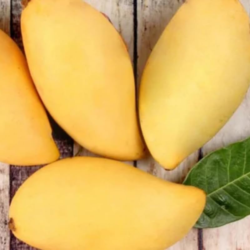 Mai Mango Tree Live Plant, Fully Rooted in 3 Gallon Pot, Tropical Mango Fruit Tree for Indoor or Outdoor Growing