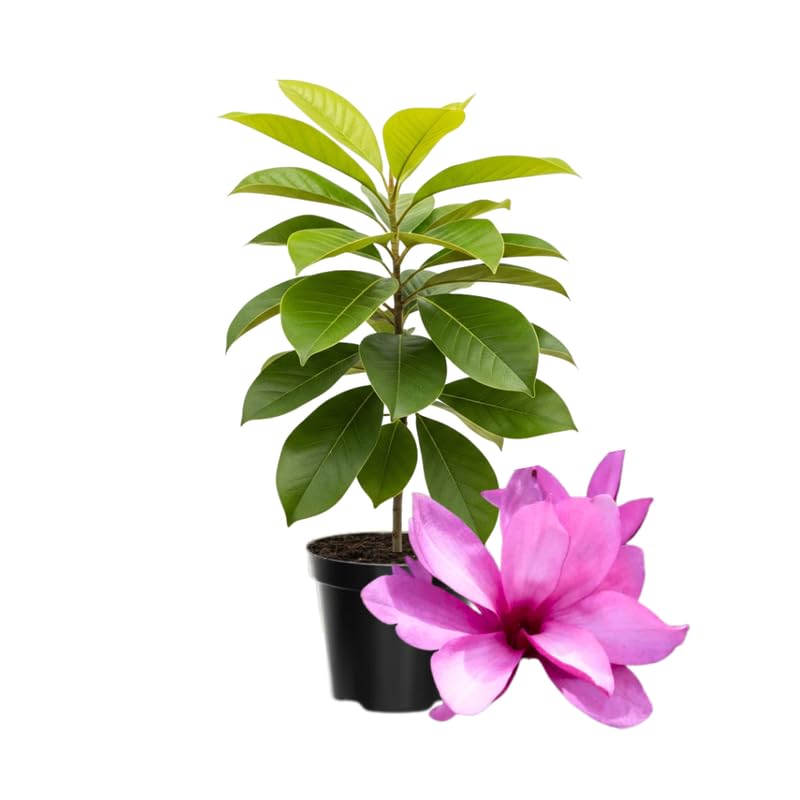 Magnolia Tree Live Plant in 4-8 Inches,Fragrant Spring Blooms, Hardy Perennial Magnolia Flowers Potted Ready to Grow