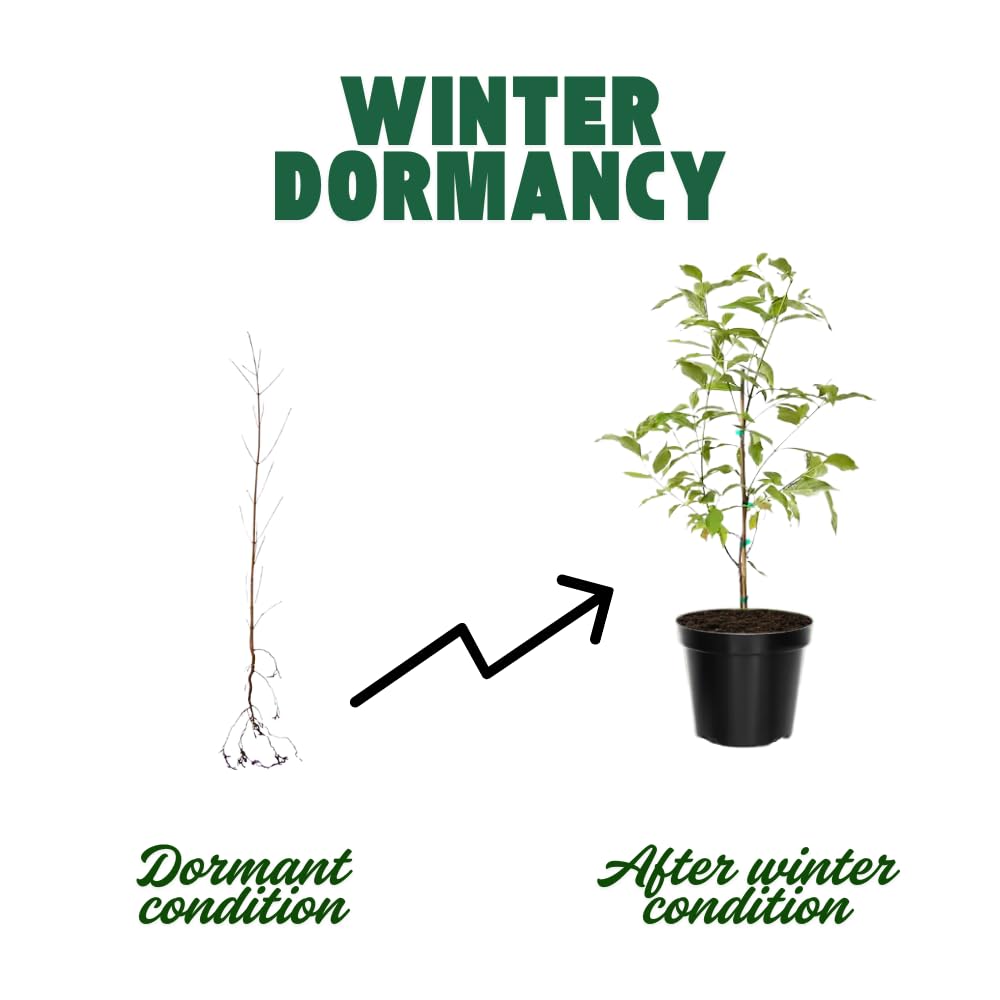 Oak Tree Live Plant, Oak Shades Tree in Quart Pot, Dormant in Winter, 6-12'' Tall, Ready to Grow Seedlings (Red Oak)