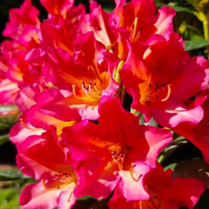 Reddish-Orange Golden in Center Color Rhododendron Live Plant Shrubs for Outdoor Planting, Azalea Bushes Ready to Plant, Fragrant Rhododendron Plant Live