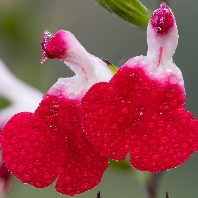 Sets 4 Hot Lips Salvia Sage Plants Live for Spring Planting, Size 4-6" in Tall, Fast-Growing and Quick Flower, Perennial Fragrant Shrubs Bush