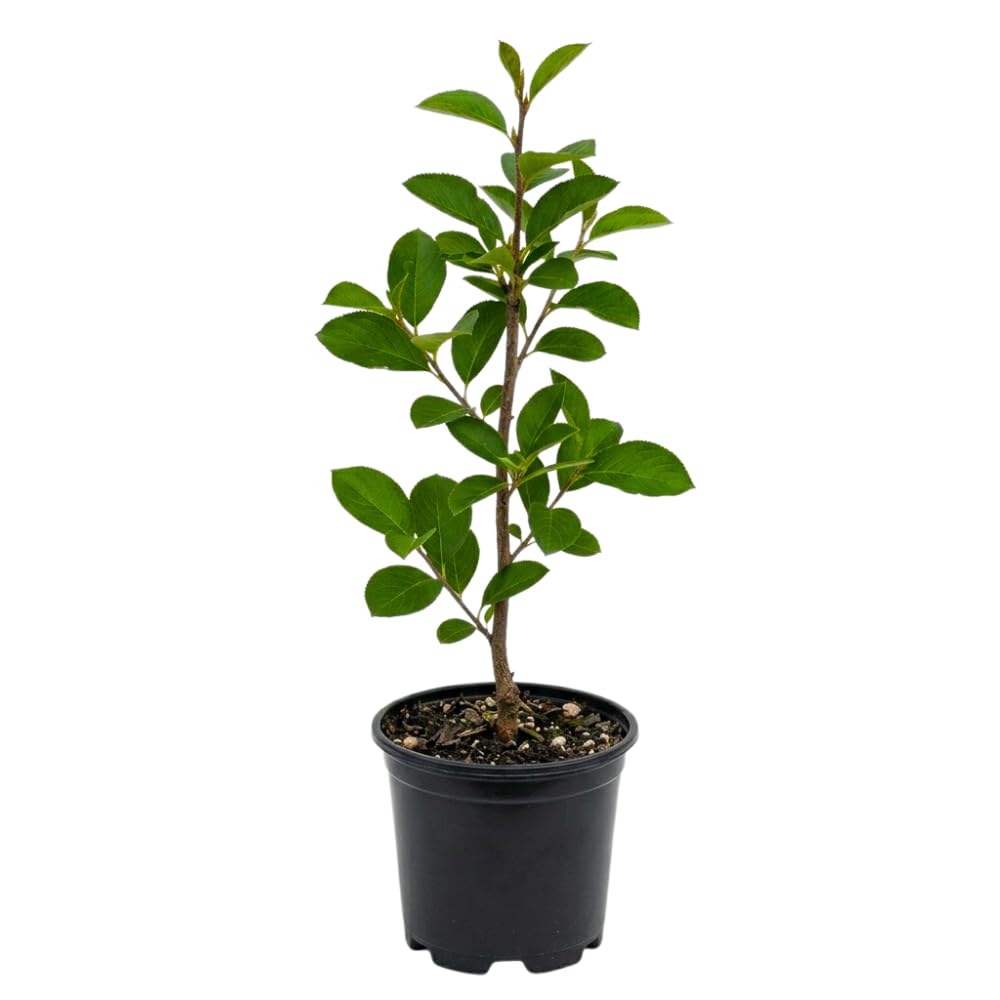Set of 2 Chokeberry Bare Root Plants, Black Chokeberry Tree, 16 Inches Tall, 2–3 Year Old Fruit Bush, Hardy Shrubs for Outdoor Growing