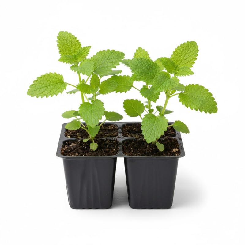 Set 4 Lemon Balm Herb Plants, Well Rooted 4-7'' Tall, Garden and Patio Herb, Indoor Outdoor Growing