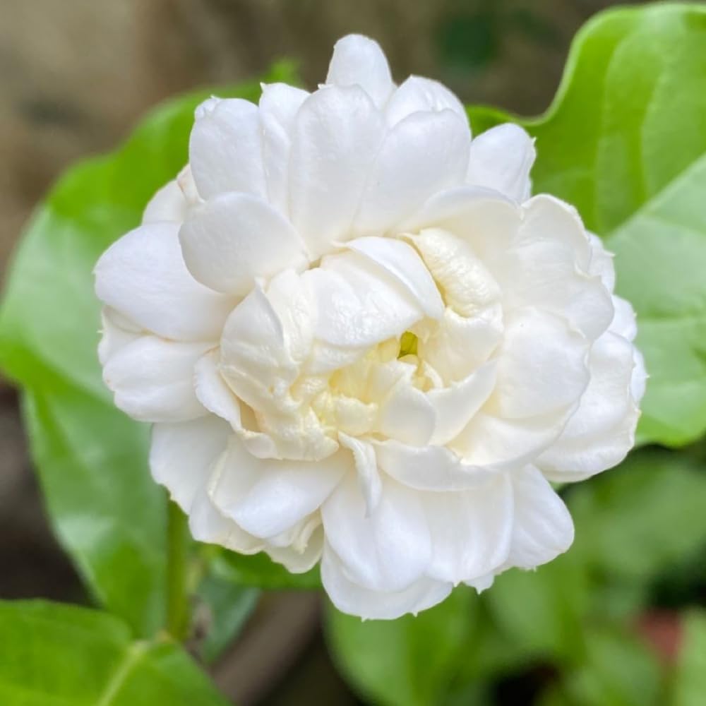 Duke Jasmine Plant Live, Jasmine Plant Indoor Live, Well Rooted in 3 Gallon Pot, 2 Feet Tall, Fragrant Flowers for Indoor Outdoor Planting, No Ship to CA