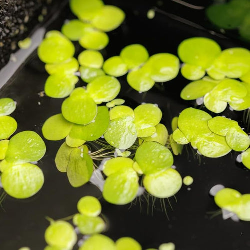 2000 Live Duckweed Plants - Freshwater Floating Aquarium Plant