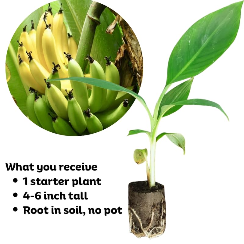 Grand Nain Banana Plant, Banana Trees Live Plants, 4-6" Tropical Fruit Tree for Home Garden, Patio and Container Growing