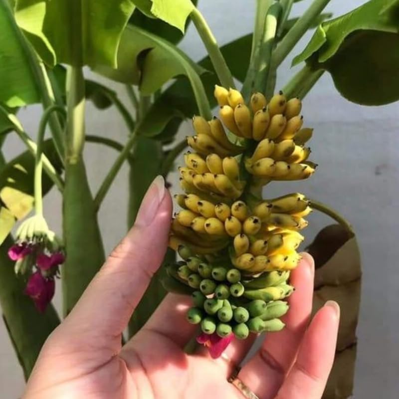 Truly Tiny Banana Plant, Banana Trees Live Plants, 4-6" Tropical Fruit Tree for Home Garden, Patio and Container Growing