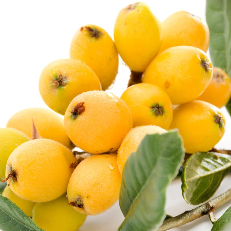 Loquat Trees Live Plants, Golden Loquat Seedling in 3 Gallon Pot, Sweet and Cold Hardy Tree for Backyard Orchard, No Ship to CA