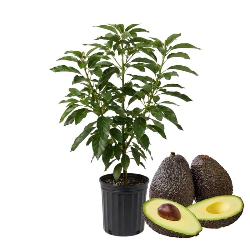 HASS Avocado Tree 3-3.5 Feet Tall, Cold Hardy Avocado Tree Seedlings in 3 Gallon Pot, Container or Garden Planting