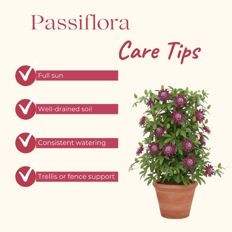 Set 2 Passion Flower Plants Live, Well Rooted Passiflora Flowering Vine 4-7'' Tall, Vibrant Blooms for Garden or Containers (Burgundy)
