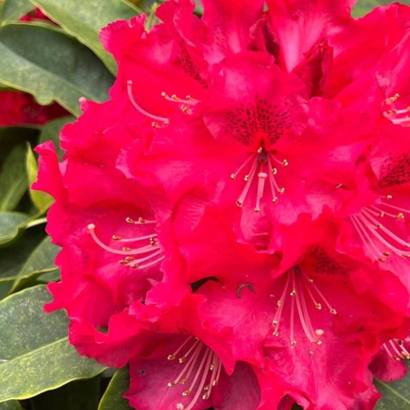 Bright Red Rhododendron Live Plant Shrubs for Outdoor Planting, Azalea Bushes Ready to Plant, Fragrant Rhododendron Plant Live