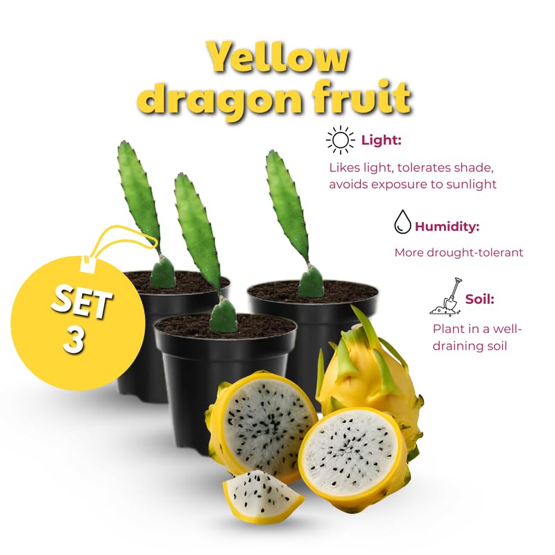 Set of 3 Yellow Dragon Fruit Plants Live, 4-7 Inches Tall, Tropical Dragonfruit Cactus Tree for Outdoor Spring Growing