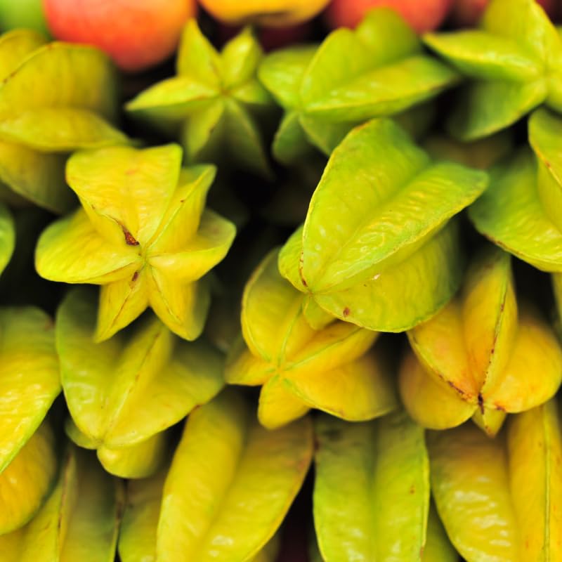 Grafted Carambola Tree Live Plant, Sweet Starfuit Plant from 2 to 3 Feet Height, Star Fruit for Outdoor Growing, 3 Gallon Pot, No Ship to CA