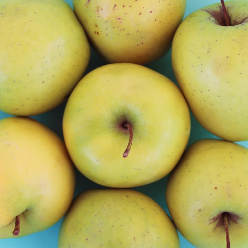 Golden Delicious Apple Tree Live Plant, 3 Feet Tall in 5 Gallon Pot, Ready to Bear Fruit, Spring Tree for Garden Orchard