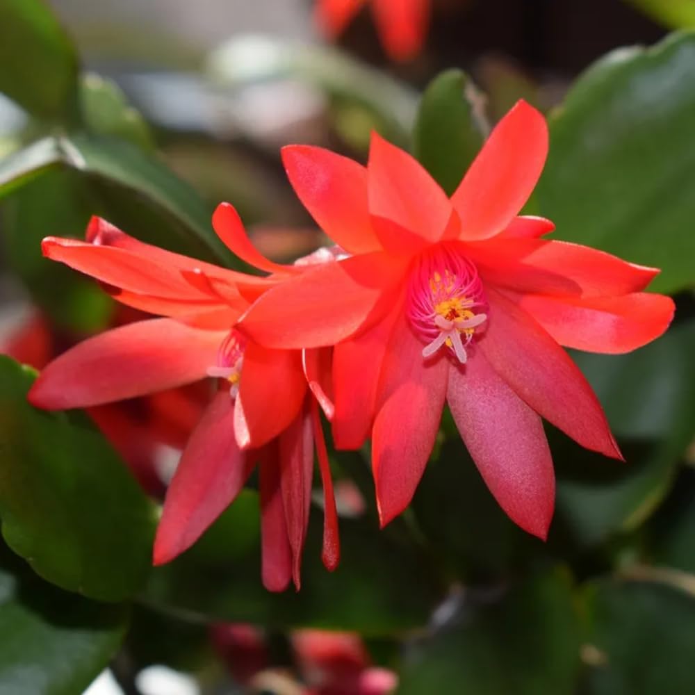 Red Easter Cactus Live Plants, Spring Cactus 4-6 Inch, Houseplant Indoor Planting