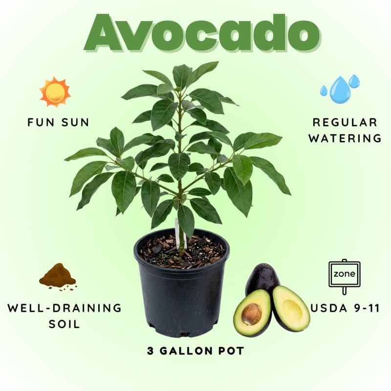Dark Green Avocado Tree Live Plant in 3 Gallon Pot, 1-2' Tall, Avocado Fruit Tree, Cold Hardy for Planting, No Ship to CA